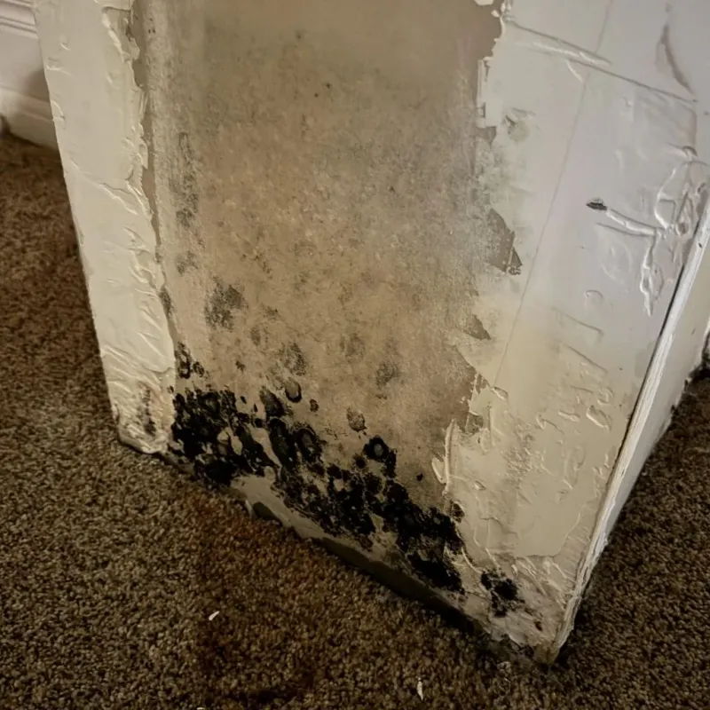 Professional Mold Removal in Searcy, AR